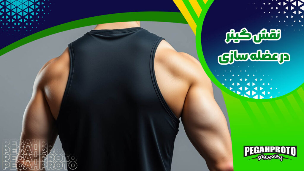  نقش گینر در عضله سازی